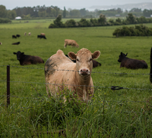 Cows in Field Sitting