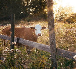Cow in sunny field