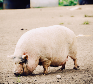 large sow