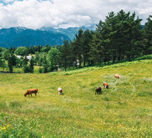 Grazing Cattle on a hill
