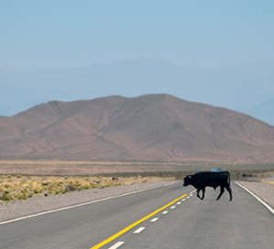 Cow crossing highway