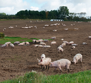 hogs in a field