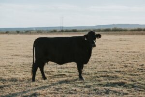 Black Cow