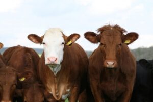 line of cattle