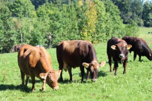 brown cattle