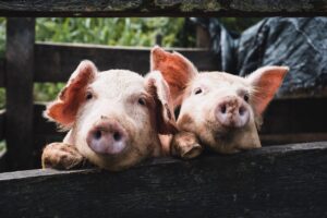 piglets in a pen