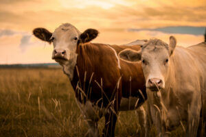 Cows at sunset