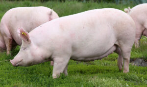 domestic pigs