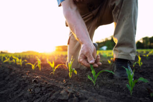 planting crops